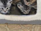 Bengal Kittens
