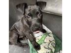 Adopt Brenda a Labrador Retriever