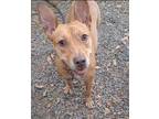 Adopt Daisy a Pit Bull Terrier, Mixed Breed
