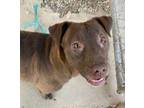 Adopt Flo Joe 57634 a Pit Bull Terrier, Chocolate Labrador Retriever