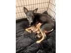 Adopt SYLVIE a German Shepherd Dog
