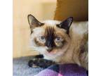 Adopt Culvert a Siamese