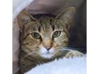 Adopt Baby a Domestic Short Hair