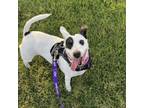 Adopt Erin a Jack Russell Terrier