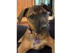 Adopt Snowbelle a Black Mouth Cur, Mixed Breed