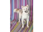 Adopt SLEEPY a Siberian Husky