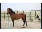 Adopt Smokey a Mustang