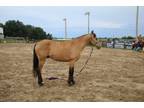 Adopt Jabberwocky a Tennessee Walker