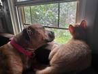 Adopt Noel a American Staffordshire Terrier