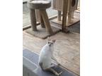 Adopt Harley Quinn a Domestic Short Hair