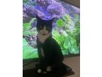 Adopt Scary Spice a Domestic Short Hair