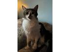 Adopt Kelly Clarkson a Domestic Medium Hair, Tabby