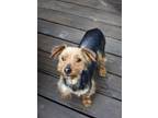 Adopt Abby a Yorkshire Terrier