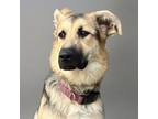 Adopt Violet #4 a German Shepherd Dog, Husky