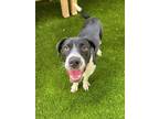 Adopt Junimo a Border Collie