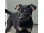 Adopt Magnolia a German Shepherd Dog, Cattle Dog
