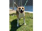 Adopt April a Pit Bull Terrier