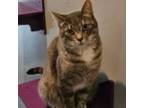 Adopt Bubbles a Tabby