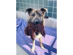 Adopt AUGGIE a Anatolian Shepherd, Mixed Breed