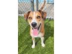 Adopt Duke a Beagle, Retriever