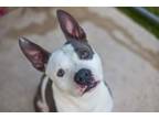 Adopt Zo a Staffordshire Bull Terrier, Mixed Breed