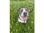 Adopt DENNIS a American Staffordshire Terrier