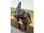 Adopt MUTT DAMON a Mixed Breed