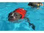 Adopt BUCKLEY a Boxer, Mixed Breed