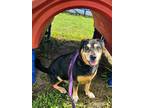 Adopt Jett a Mountain Cur, Beagle