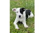 Adopt Ranger a Terrier, Labrador Retriever