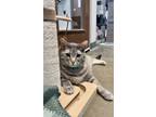 Adopt Samson a American Shorthair, Domestic Short Hair