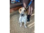 Adopt Ranger a Hound, Beagle