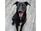 Adopt Cosmo a Black Labrador Retriever
