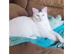 Adopt Arctic a Domestic Short Hair