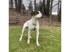 Adopt Beauregard a English Coonhound, Mixed Breed
