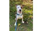 Adopt Thanos a Pit Bull Terrier