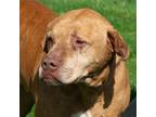 Adopt Dutch a Labrador Retriever