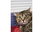 Adopt Raccoon a Domestic Short Hair