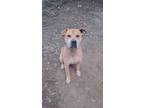 Adopt Zane a Pit Bull Terrier, Mixed Breed