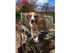 Adopt Kai a Hound, Jack Russell Terrier