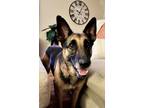 Adopt SWEET GEMMA a German Shepherd Dog
