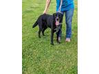 Adopt Cody a Border Collie, Labrador Retriever
