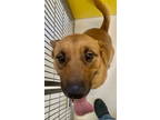Adopt Mikey Miller Time 57673 a Shepherd, Labrador Retriever