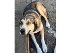 Adopt BLU a Alaskan Malamute