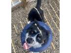 Adopt Arlo a Australian Shepherd