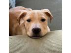 Adopt Teddy a Mountain Cur, Labrador Retriever