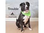 Adopt Trouble a Pit Bull Terrier, Australian Cattle Dog / Blue Heeler
