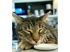 Adopt Totoro a Tabby