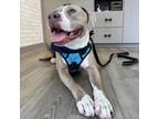Adopt Rebel a Staffordshire Bull Terrier