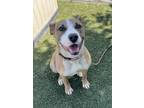 Adopt Titus a American Staffordshire Terrier, Anatolian Shepherd